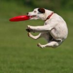 Wreldrecord Frisbee